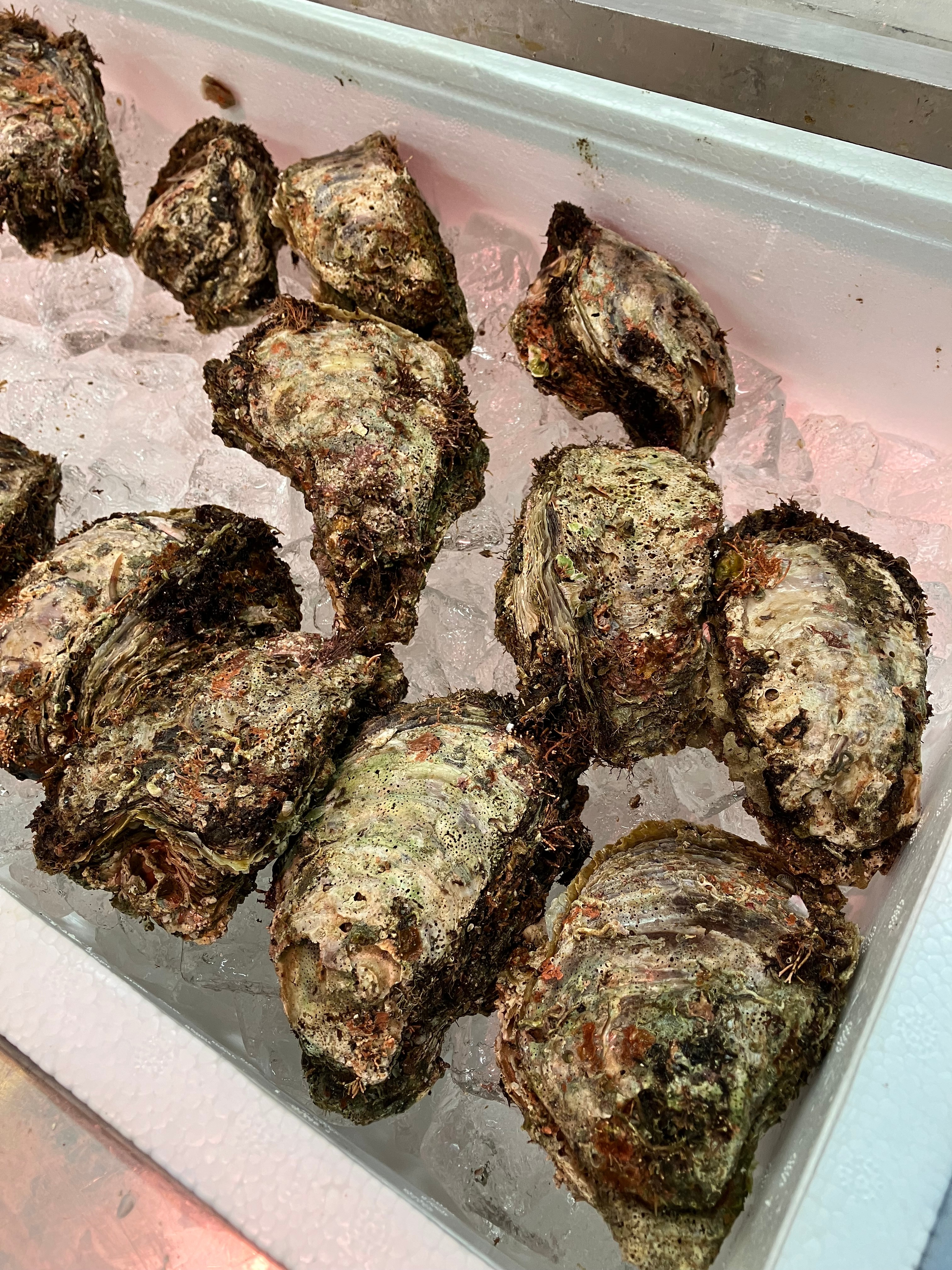 夏の岩牡蠣